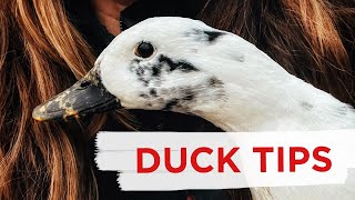 Famous Make Life Easier (and Cleaner) with these duck keeping tips and tricks! Net Worth