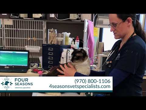 four-seasons-veterinary-specialists-|-veterinary-services-in-loveland
