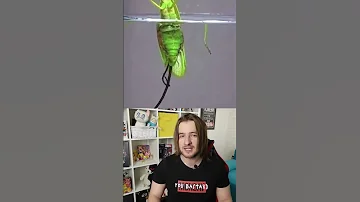 Что это за черный волосок? ( Nematomorpha или вид волосатики )