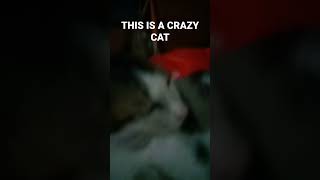 CRAZY CAT THEME