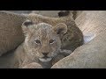 SafariLive Aug 4 - The cute Nkuhuma lion cubs.