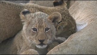 SafariLive Aug 4 - The cute Nkuhuma lion cubs.