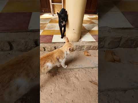 Lovely poor cat