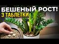 3 таблетки для замиокулькаса на бешеный рост в новом проверенном грунте