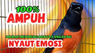 pancingan murai batu GACOR ampuh JADIKAN murai MACET nyaut EMOSI❗❗