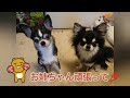 お姉ちゃんLino☆の再挑戦📣『チワワ姉妹』Challenge again!!!