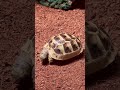 Morning with little yawns 😍 #babytortoise #tortoiseshorts #tortoise #turqy #pettherapy #cutebaby