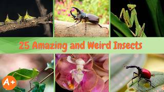 Full 25 Amazing and Weird Insects | Incredible Insect Facts Update