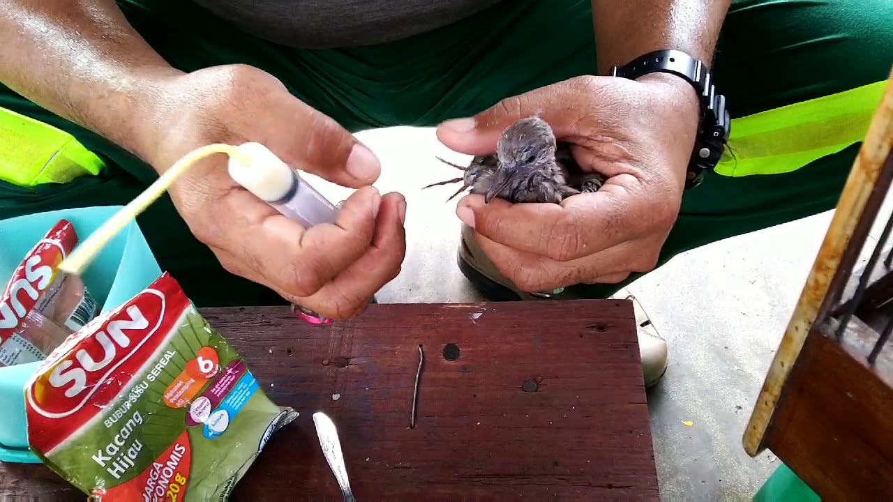 Wooww !!! Ahlinya ahli cara memberi makan anak burung TEKUKUR  || Part 1