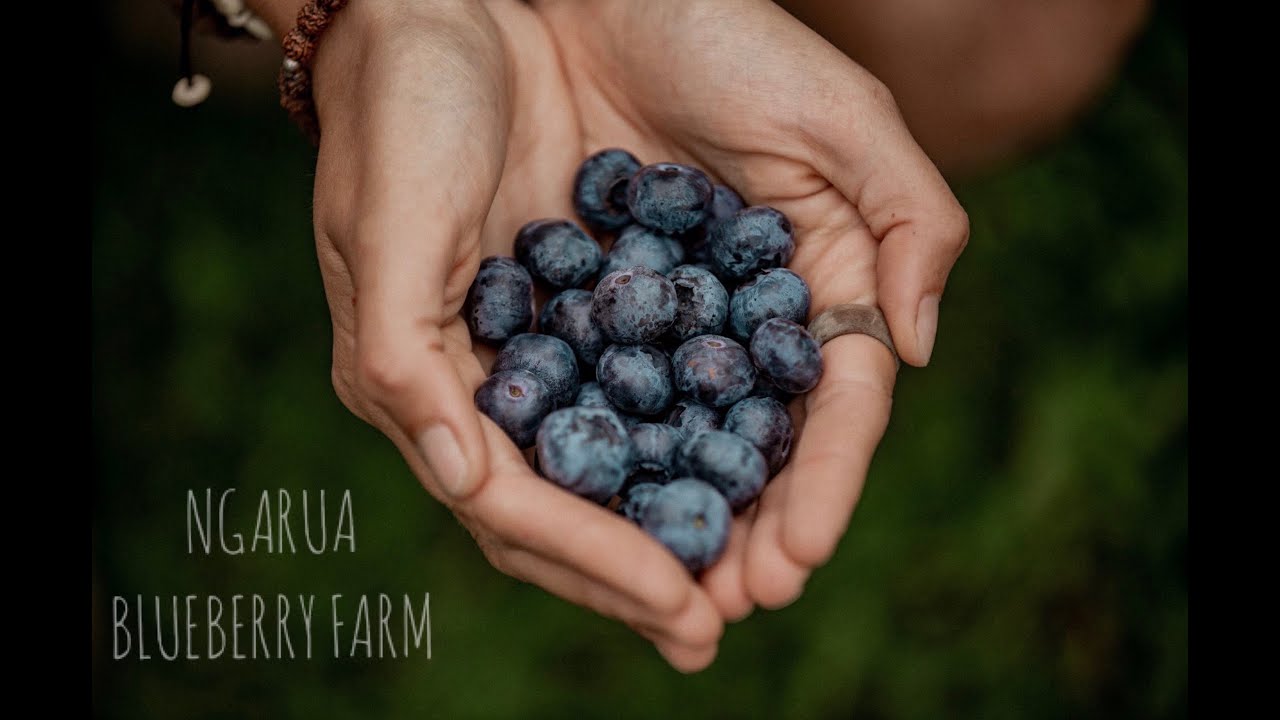 Ngarua Blueberry farm YouTube