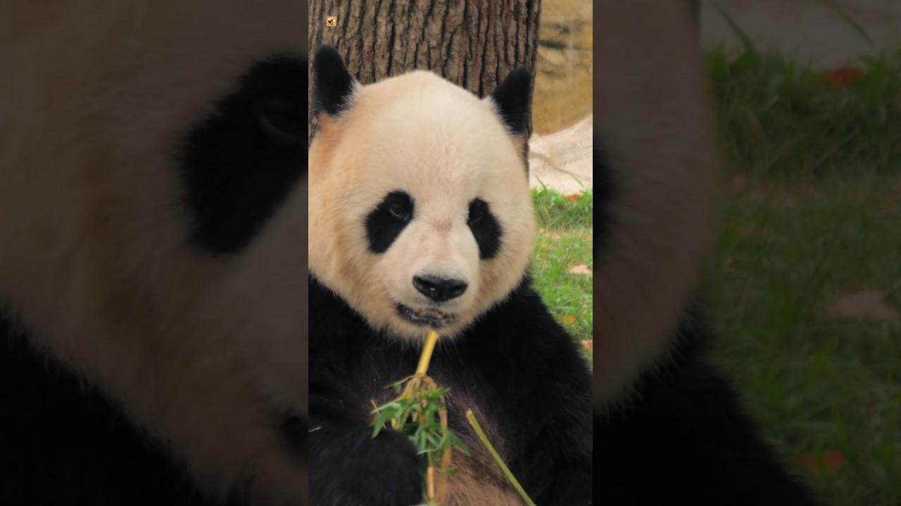 Big Panda Sound 🐼