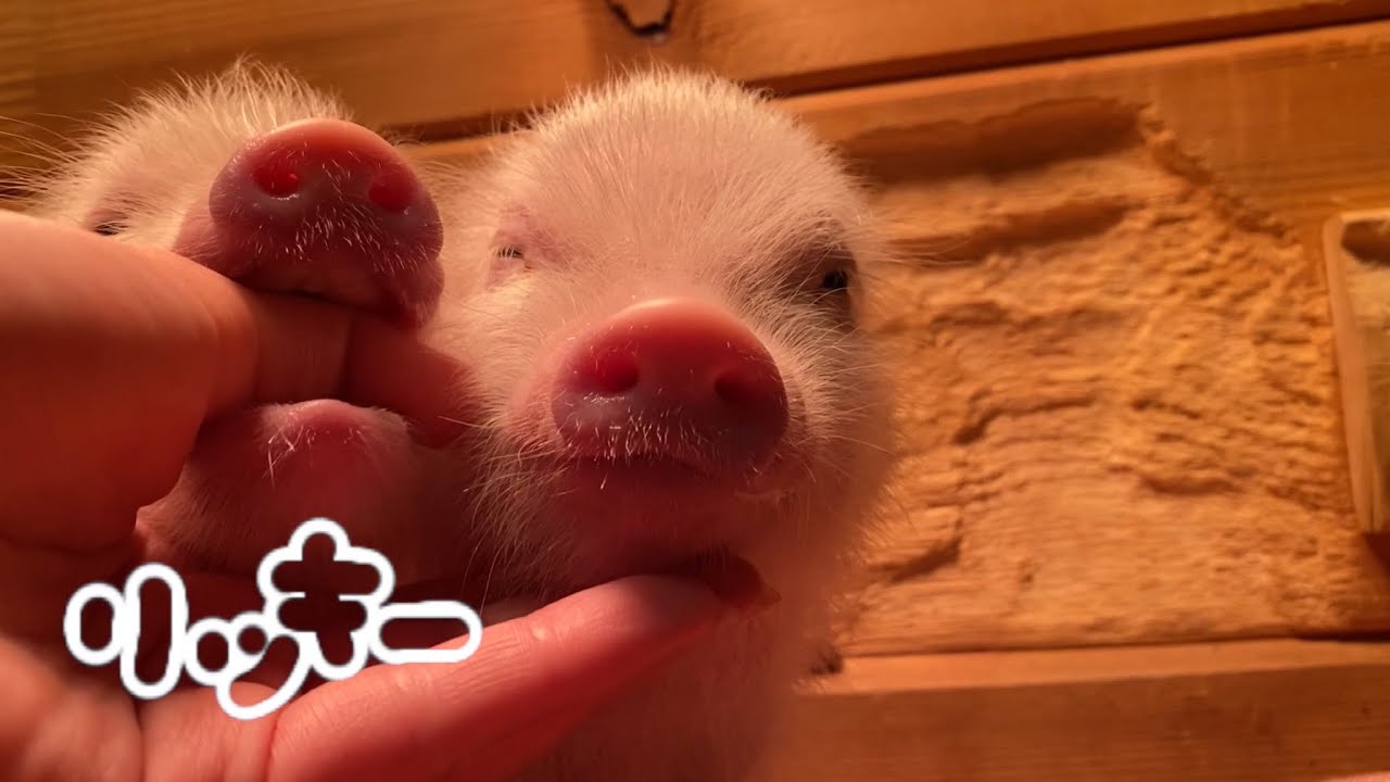 pigちゃん紹介動画 〜リッキー Ricky〜 - YouTube