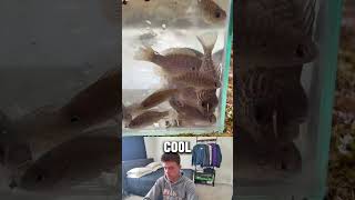 Netting EVERYTHING in river! #fishing #netfishing #minnows
