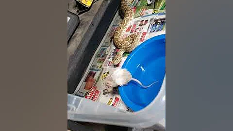 Crotalus scutulatus, fast acting venom