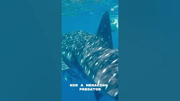 The amazing whale shark