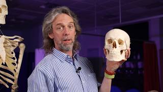 Neuroanatomy of smell (olfaction)