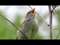 ウグイス_24_鳴き声_多摩川_Warbler_4K