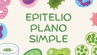 Epitelio Plano Simple