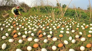 OMG ! Collect a lot of duck eggs in the grass near the canal