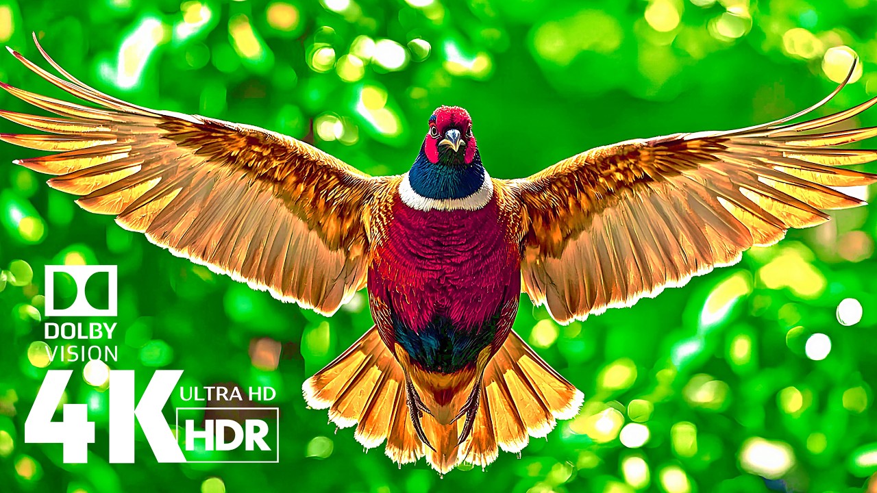 Visual Brilliance in 4K HDR 60fps | Dolby Vision (4K Video Ultra HD)