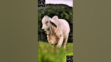 Sapi brahman #cowbrahman #cow #sapimakan #animals #sapigemuk #sapi #sapilucu #sapipedaging