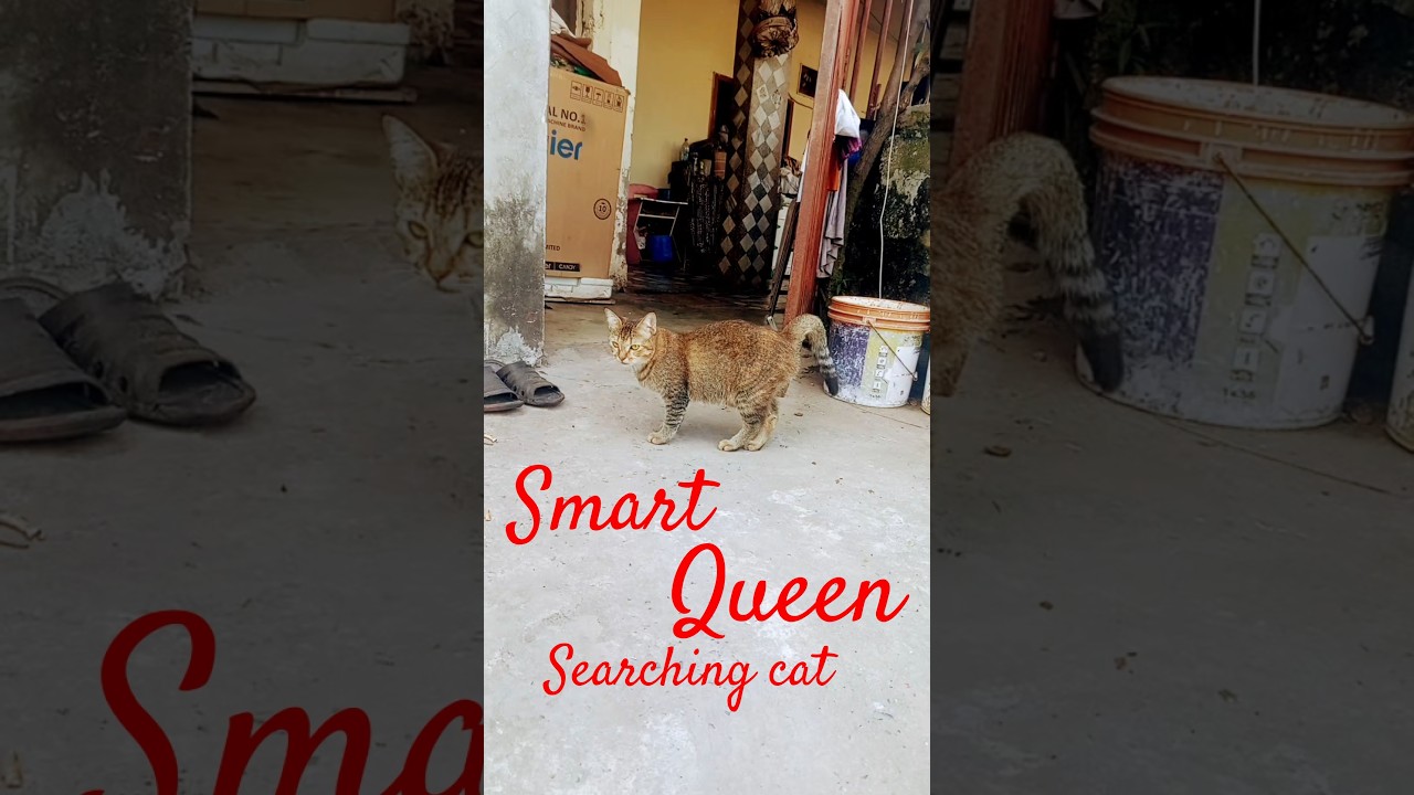 smart Queen searching cat . Queen boyfriend . For Night 