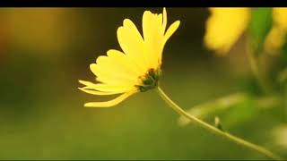 kajian dgn Mursyid  NURUN ALA NURIN ' BUKAN KAJIAN TAPI MENGALAMI'