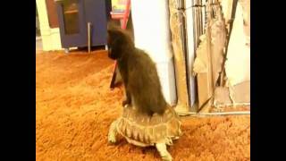Kitten riding turtle!