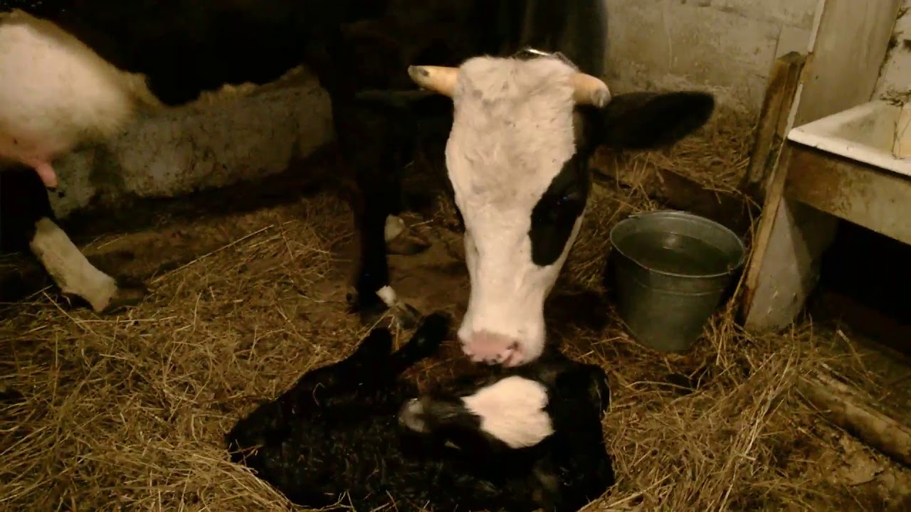 Теперь у нас Первотелка!