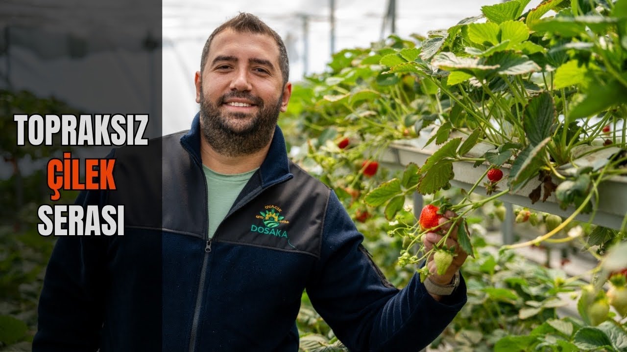 Dosaka Topraksız Çilek Serası bugüne kadar anlatılmayanlar🍓