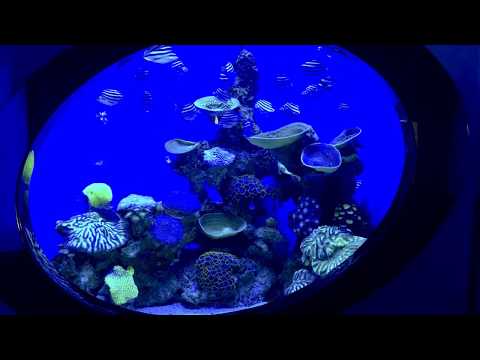 Coral portal aquarium