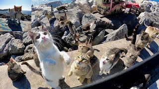 Cats: Waiter! Bring me food! Of course raw fish. Herd of cats.