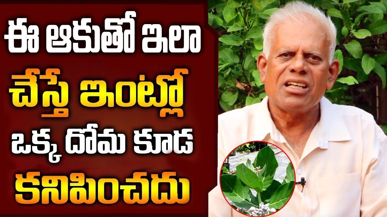 ఈ ఆకుతో ఇలా చేస్తే మీ ఇంట్లో ఒక్క దోమ కూడా కనిపించదు | how to get rid of mosquitoes | health tips