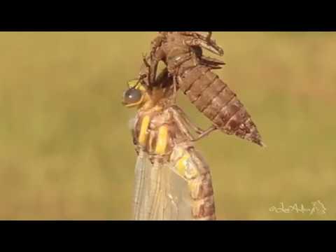 Video: Trovare larve Lacewing nei giardini - Che aspetto hanno le uova Lacewing