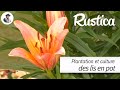 Plantation et culture du lis en pot