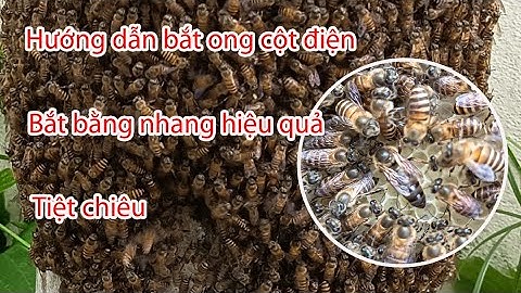 Hướng dẫn bắt ong cột điện nhanh nhất