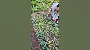 Thumbnail of Easy Build A Small Greenhouse Reusable Material #satisfying #short