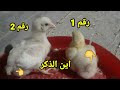 اهل الخبره اين الكتكوت {الذكر} واين {الانثي}؟!