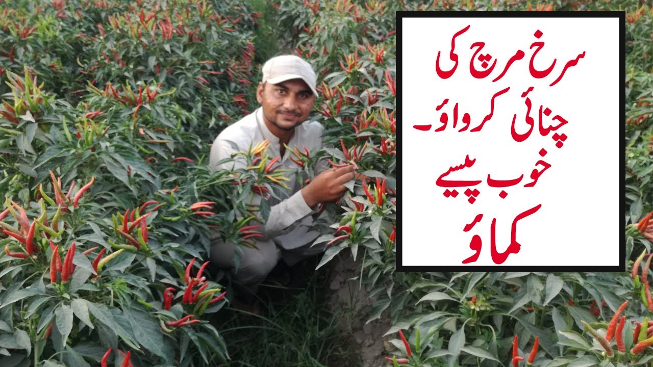 Red Chilli Farming In Pakistan By Minhas Vlogs