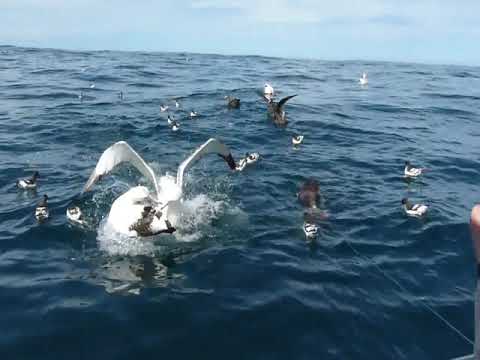Wandering Albatross flies in!