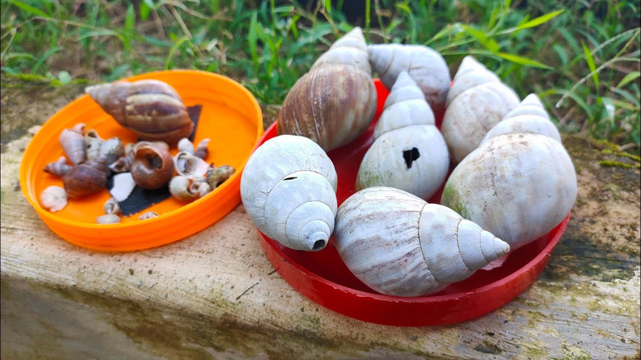 SERU!!! Menemukan Siput Bekicot Albino dan Keong Kecil - Berburu Siput