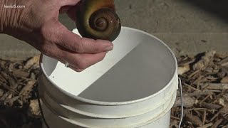 Invasive apple snails making a home in San Antonio River