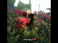 عادو رقد له مرقده تشله