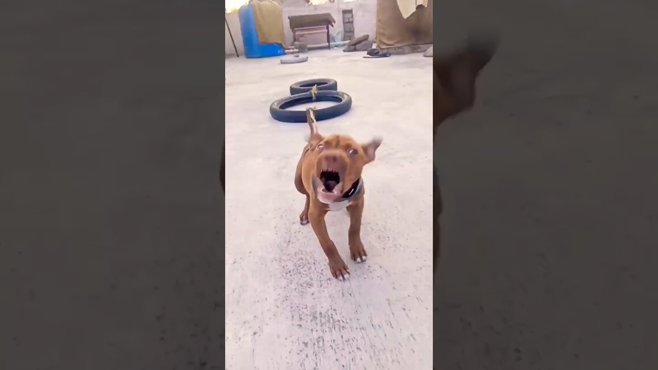 Pitbull Muscle building training and Result 😱 