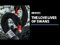 Study finds swans take month-long breaks from partners | ABC News