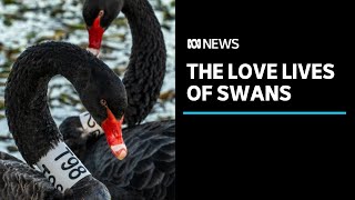 Study finds swans take month-long breaks from partners | ABC News