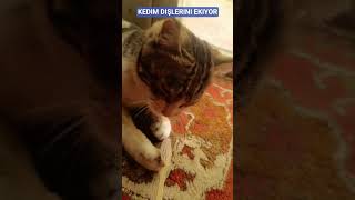Kedim Dişlerini Ekiyor