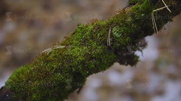 green moss on a tree branch in an autumn forest. cinematic shot. nature, landscape