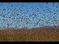 Agri Northern Cape Foundation - Grasshoppers 2022
