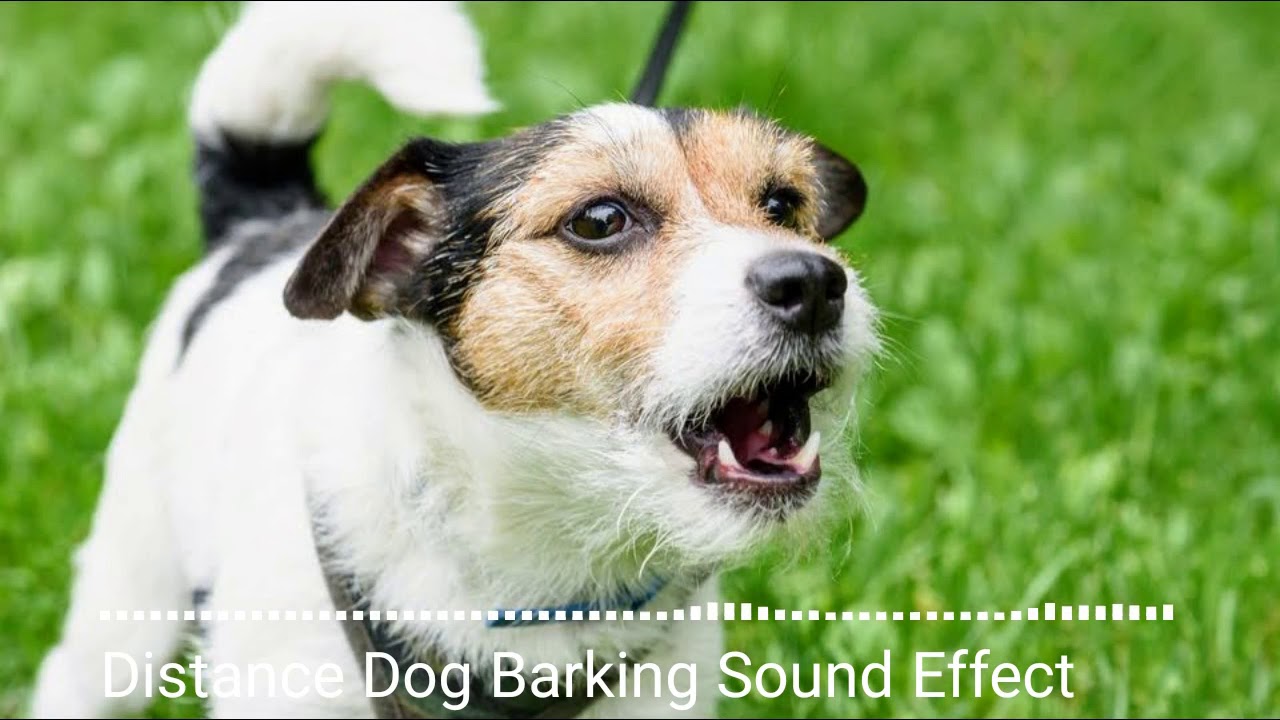Animal sounds, Distance Dog Barking Sound Effect YouTube